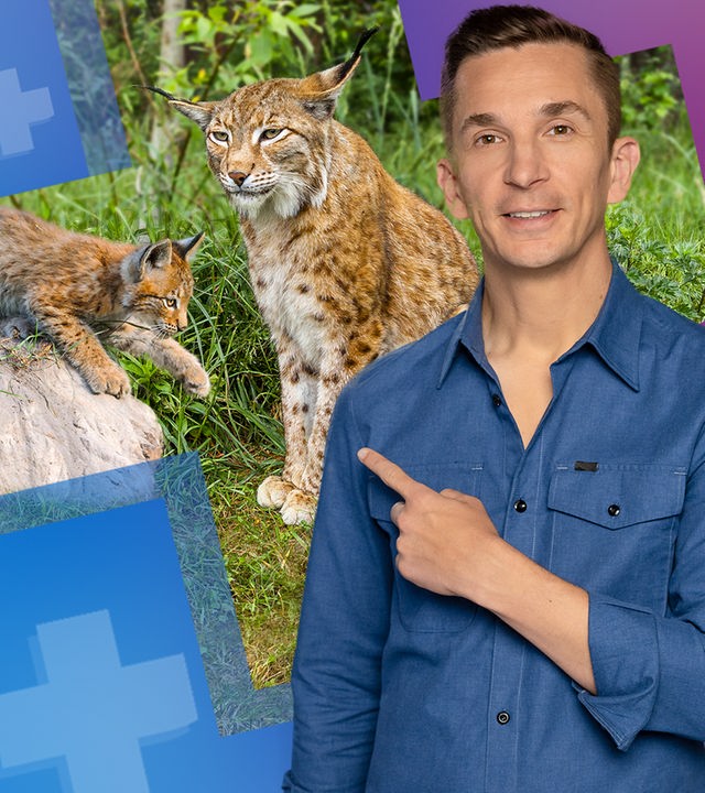PUR+ - Mission Luchs - zurück in die Wildnis