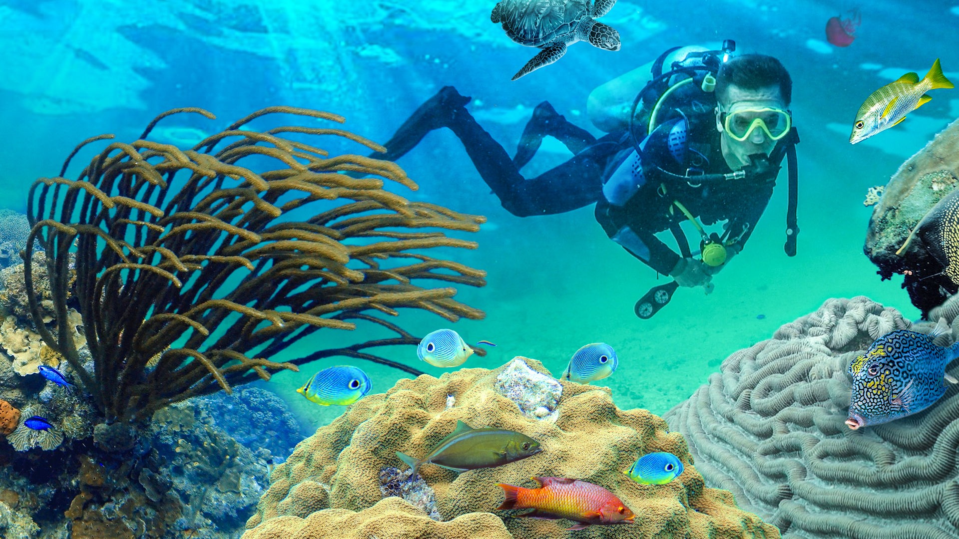 PUR+ - Korallen retten