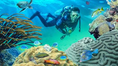 Korallen retten – jetzt!