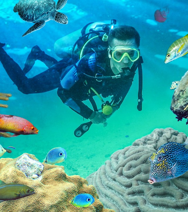 Bildcollage: PUR+ Moderator Eric Mayer schwimmt im Taucheranzug mit Sauerstoffflasche und Atemgerät unter Wasser. Um ihn herum sind verschiedene Korallen in bunten Farben und einige kleinere Fische zu sehen.