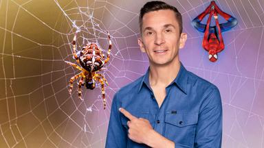 Kleine Spinne - krasser Faden