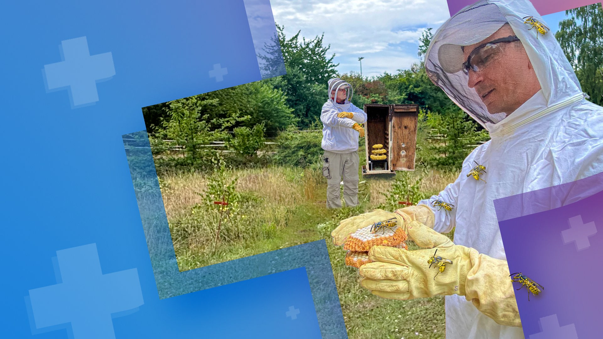 Eric Mayer ist vorne rechts im Bild zu sehen und trägt Insektenschutzkleidung. In seinen Händen hält er Waben eines Hornissenests. Auf seinem Schutzanzug und seinen Handschuhen sind große Wespen gesetzt worden.