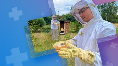 Wespen - aggressiv und gefährlich?