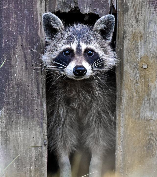 Waschbär schaut aus einem Zaun