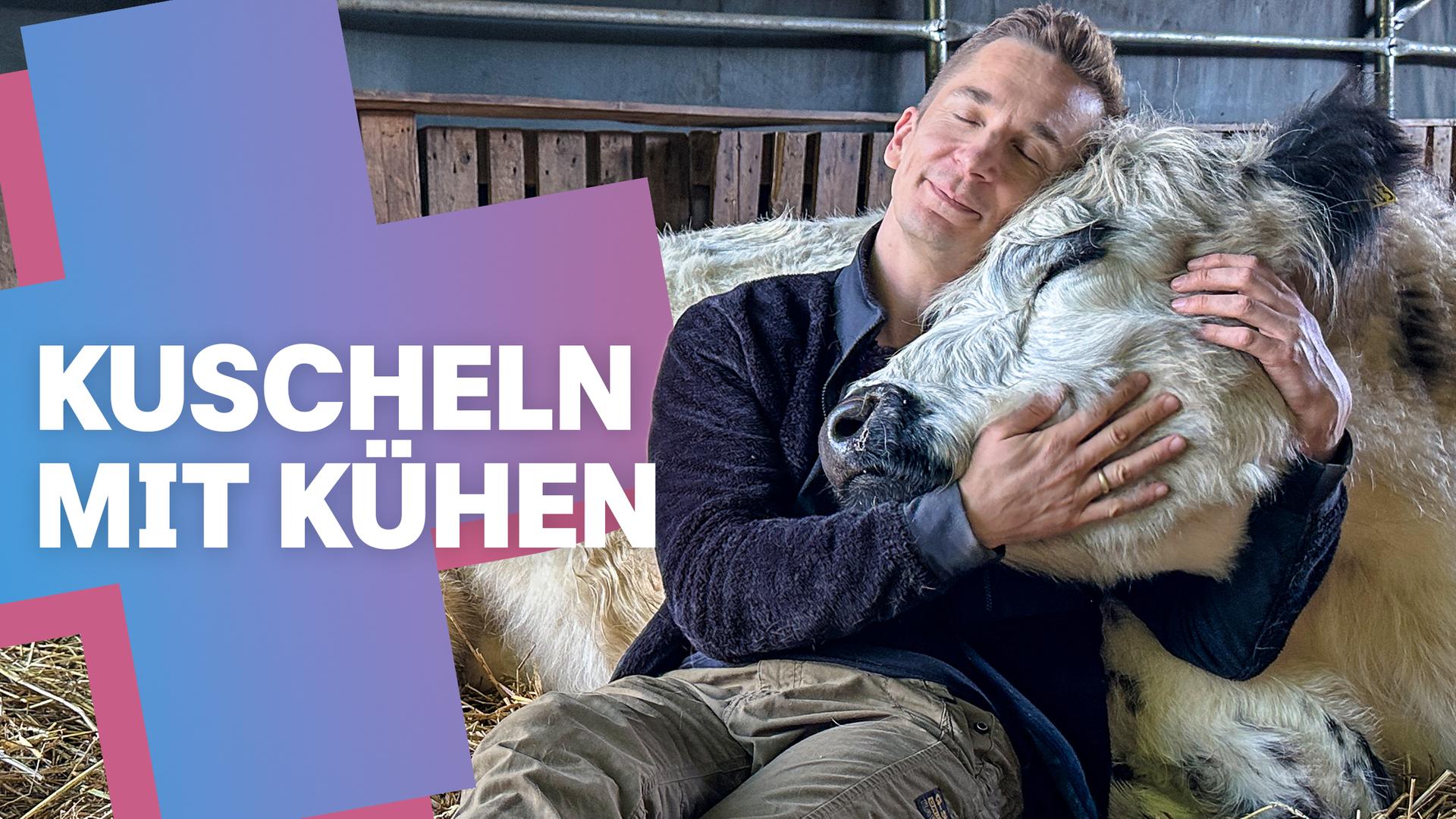 Podcast - Kuscheln mit Kühen