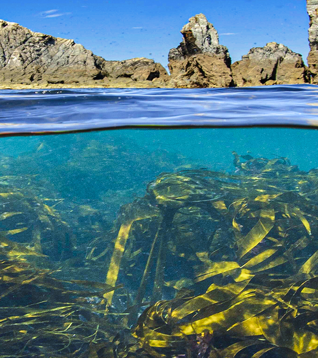 Blick auf einen stehendes Gewässer. Zu sehen ist die Oberfläche des Wassers und auch, die vielen Algen, die sich darunter verbergen. Im Hintergrund grenzen Steinhügeln ans Waser. 
