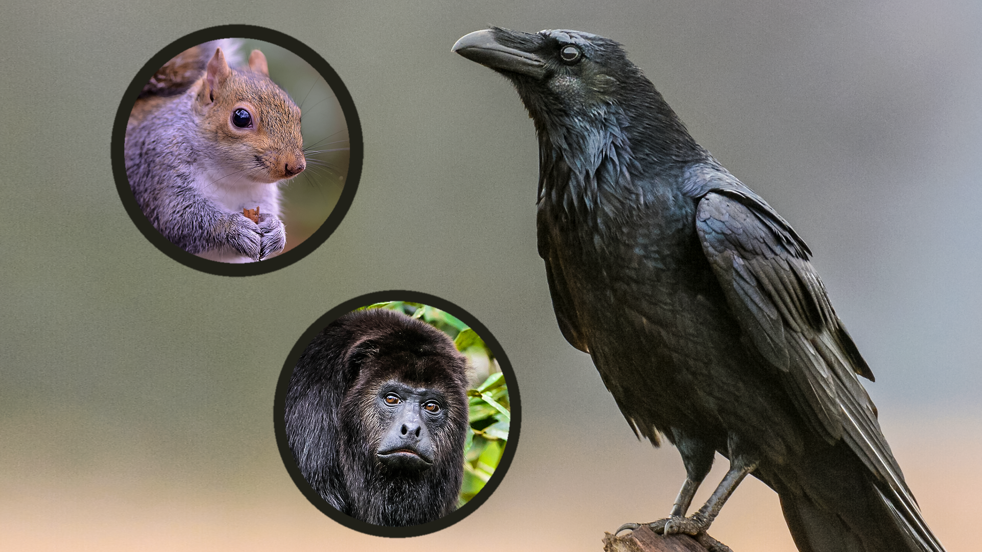 PUR+ - Intelligente Tiere