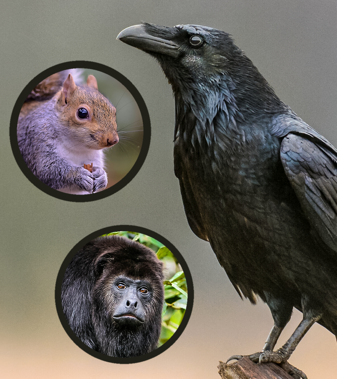 PUR+ - Intelligente Tiere