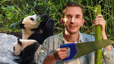 Pur+ - Das Entdeckermagazin Mit Eric Mayer - Pur+: Knuffig Und Bedroht - Wie Retten Wir Die Pandabären?