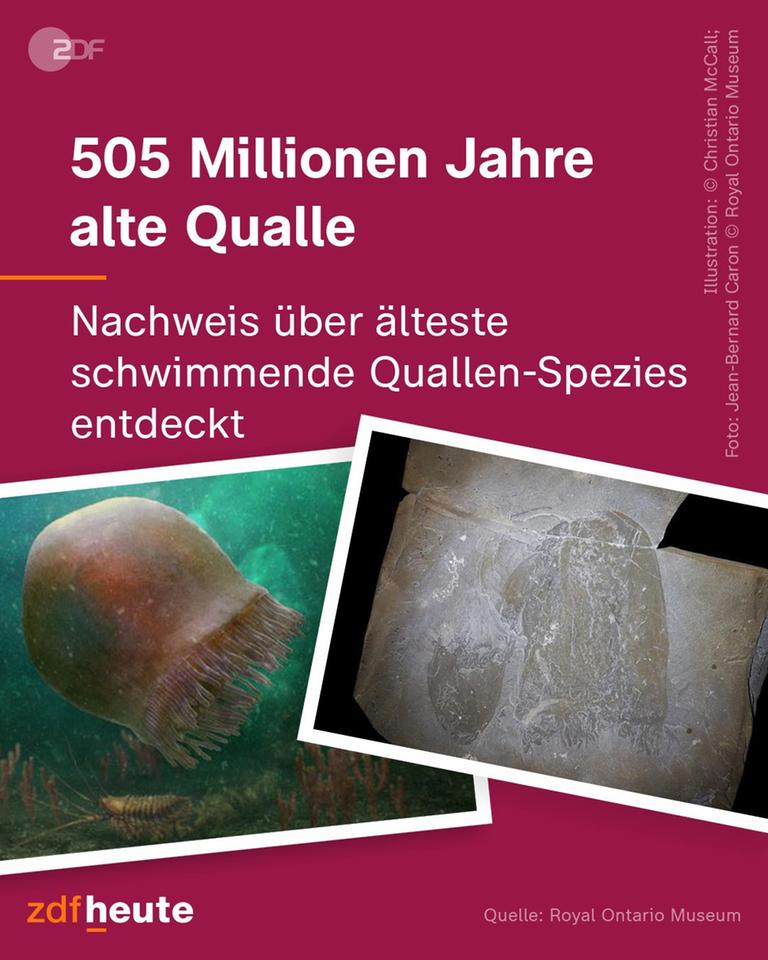 500 Millionen Jahre alte Qualle