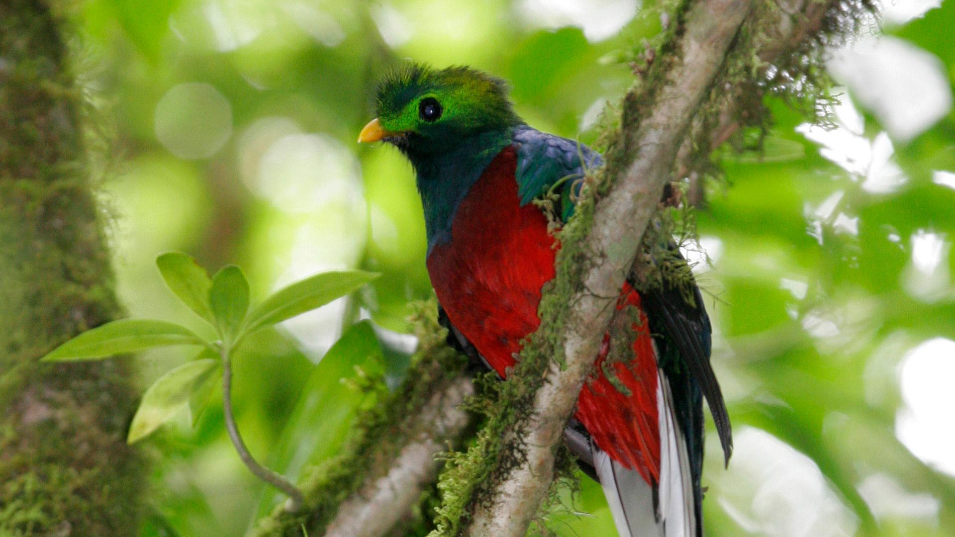 Quetzal 