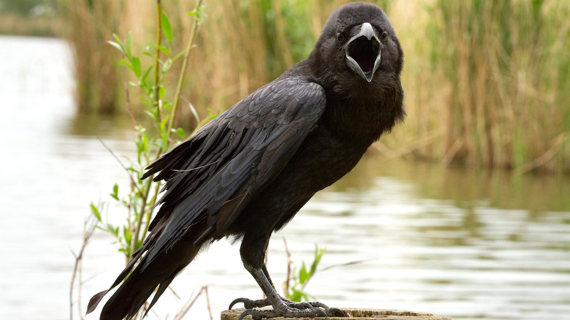 Ein krächzender schwarzer Rabe auf einem Baumstamm