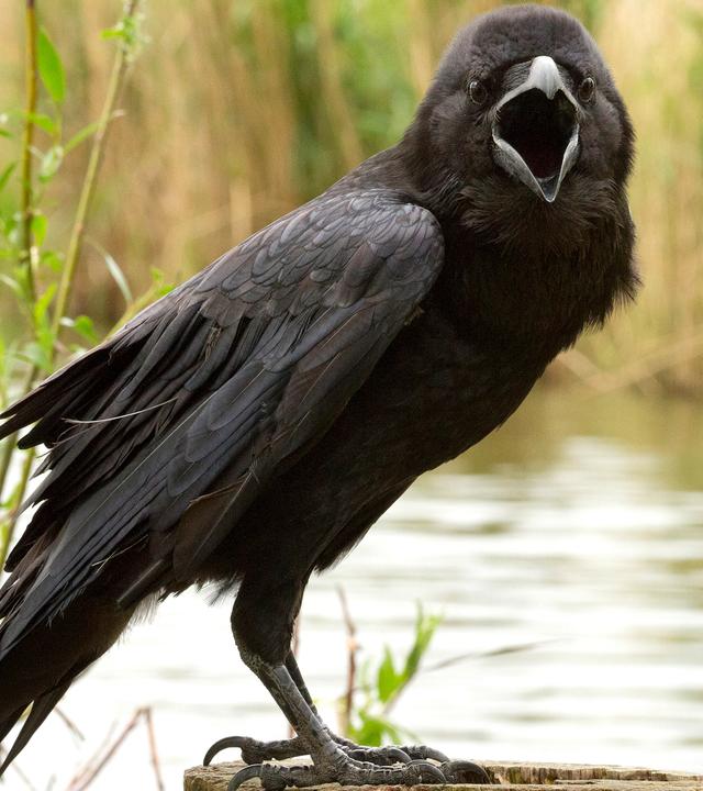 Ein krächzender schwarzer Rabe auf einem Baumstamm