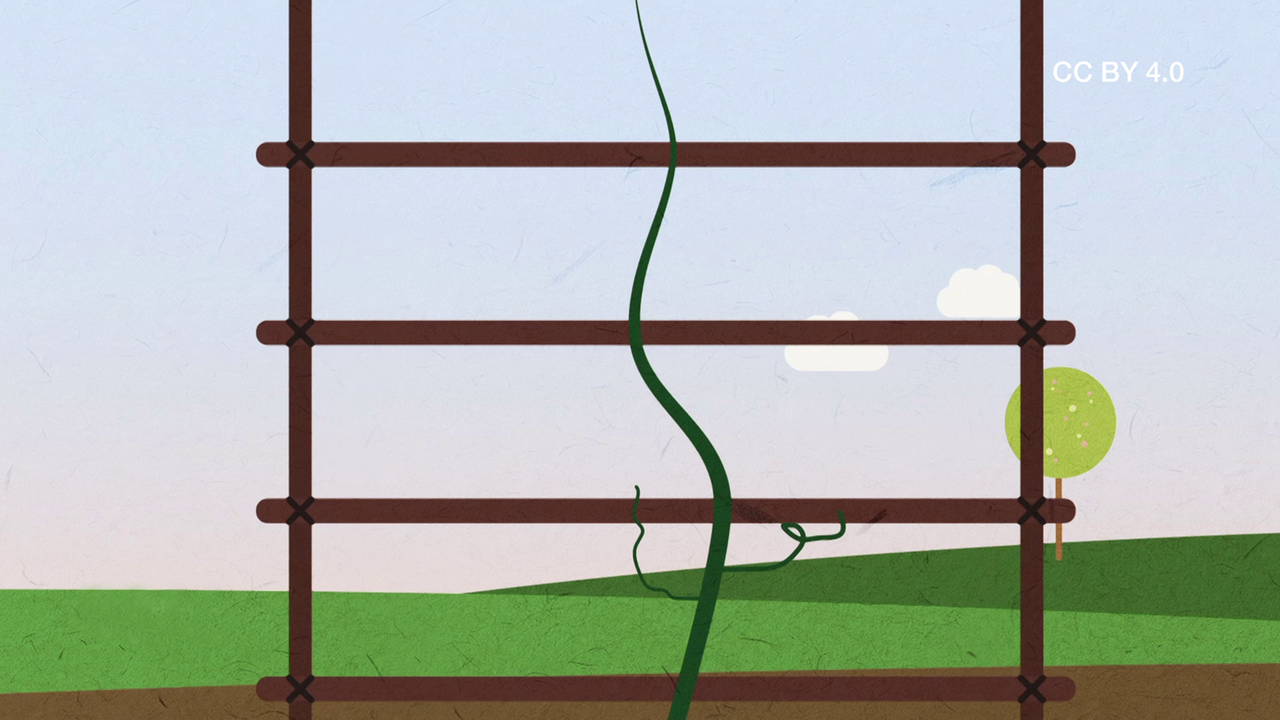 Rankpflanze Gurke CC