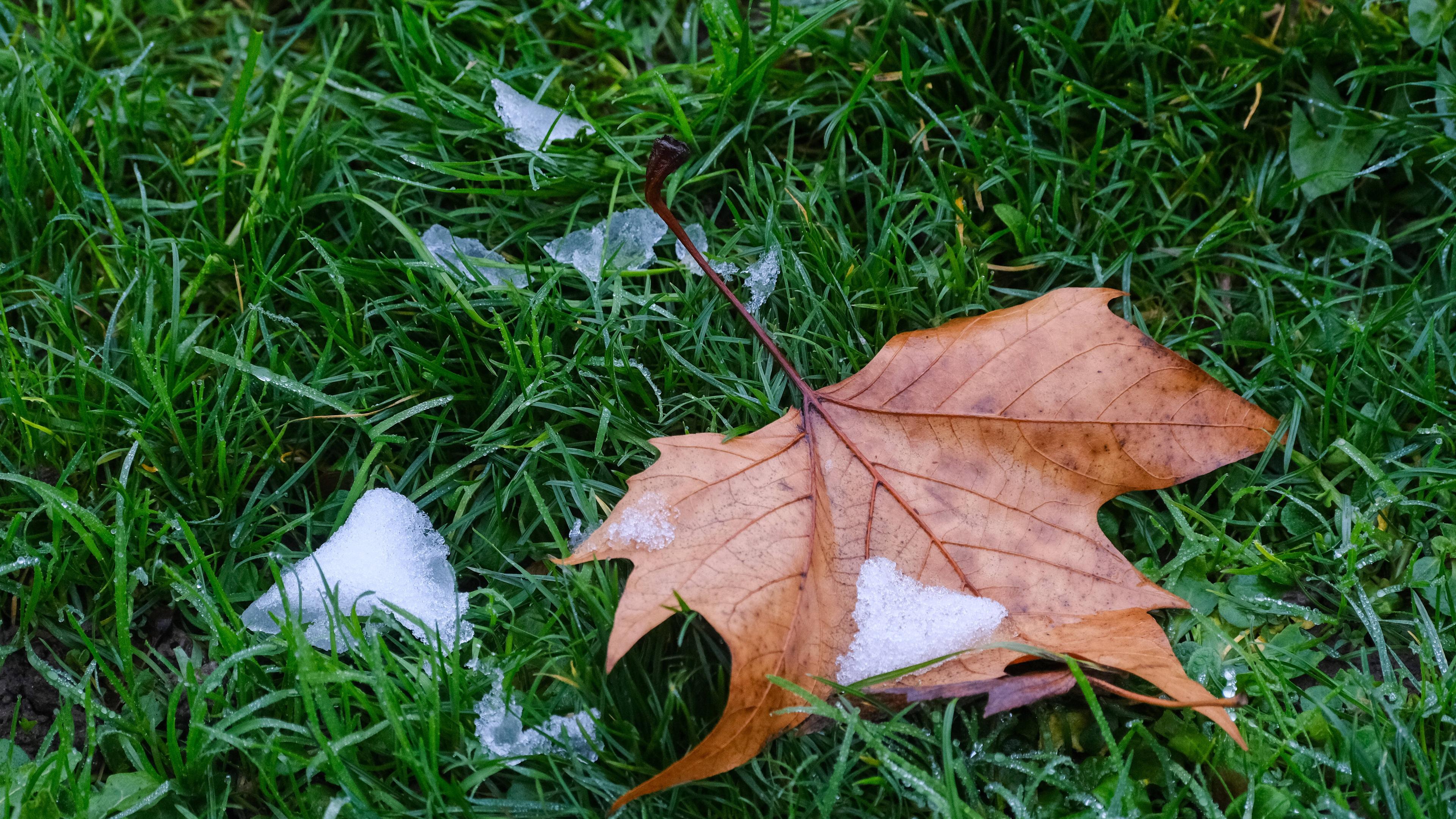 Ein Ahornblatt liegt auf einem Rasen, zudem ist etwas Frost auf dem Rasen