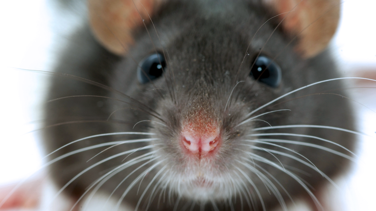 Süße graue Ratte schaut frontal in Kamera.