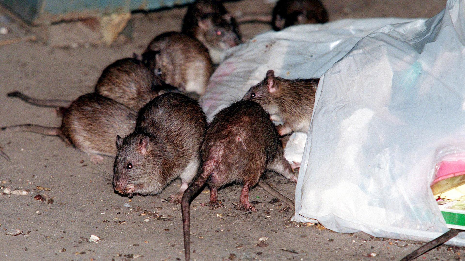 Ratten in einer Mülltüte