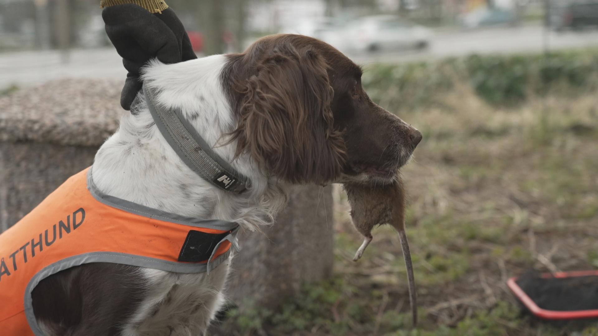 Rattenfängerinnen in Malmö
