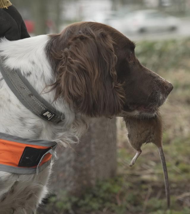 Rattenfängerinnen in Malmö