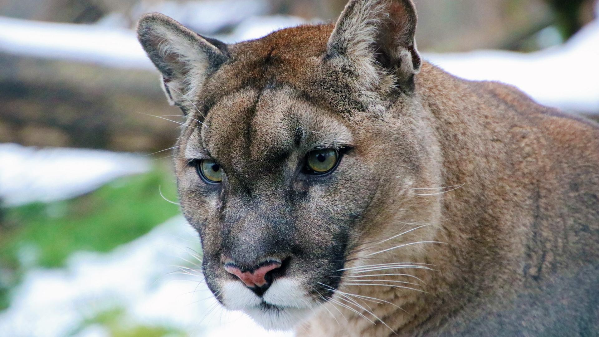 Puma in der Tierwelt Herberstein