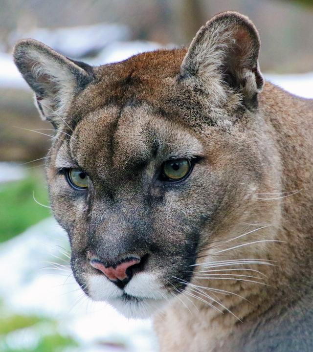 Puma in der Tierwelt Herberstein