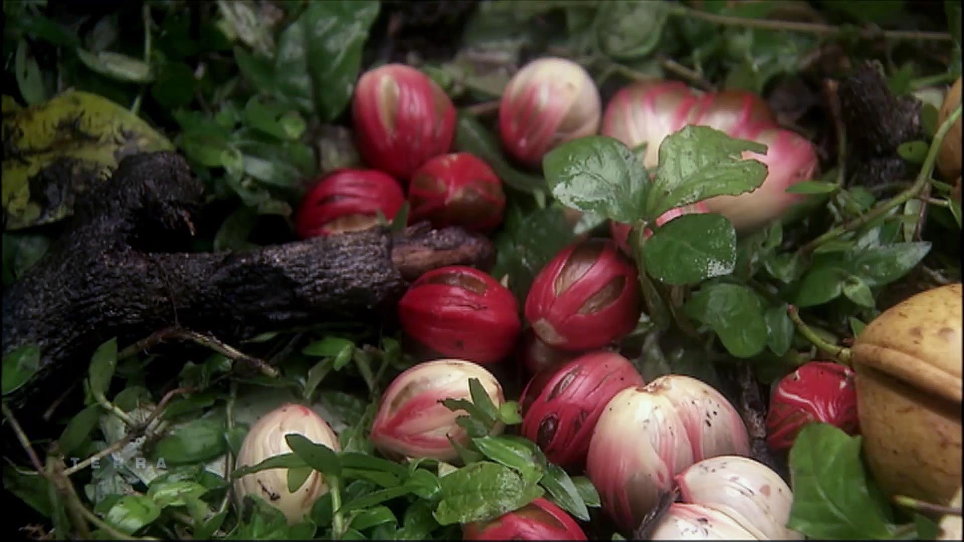 Muskatnuss im Mittelalter