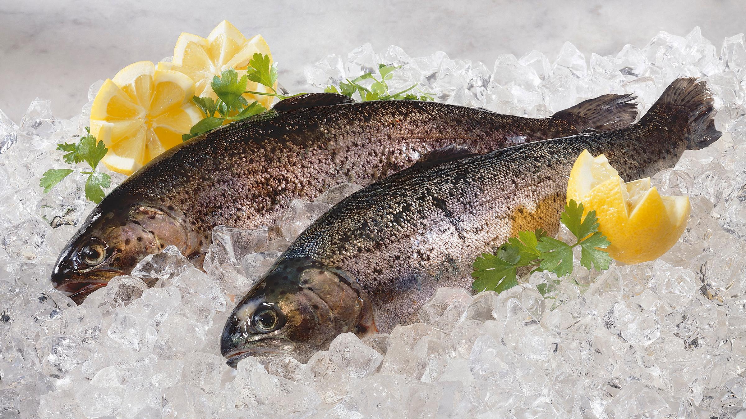 Regenbogenforellen auf Eis