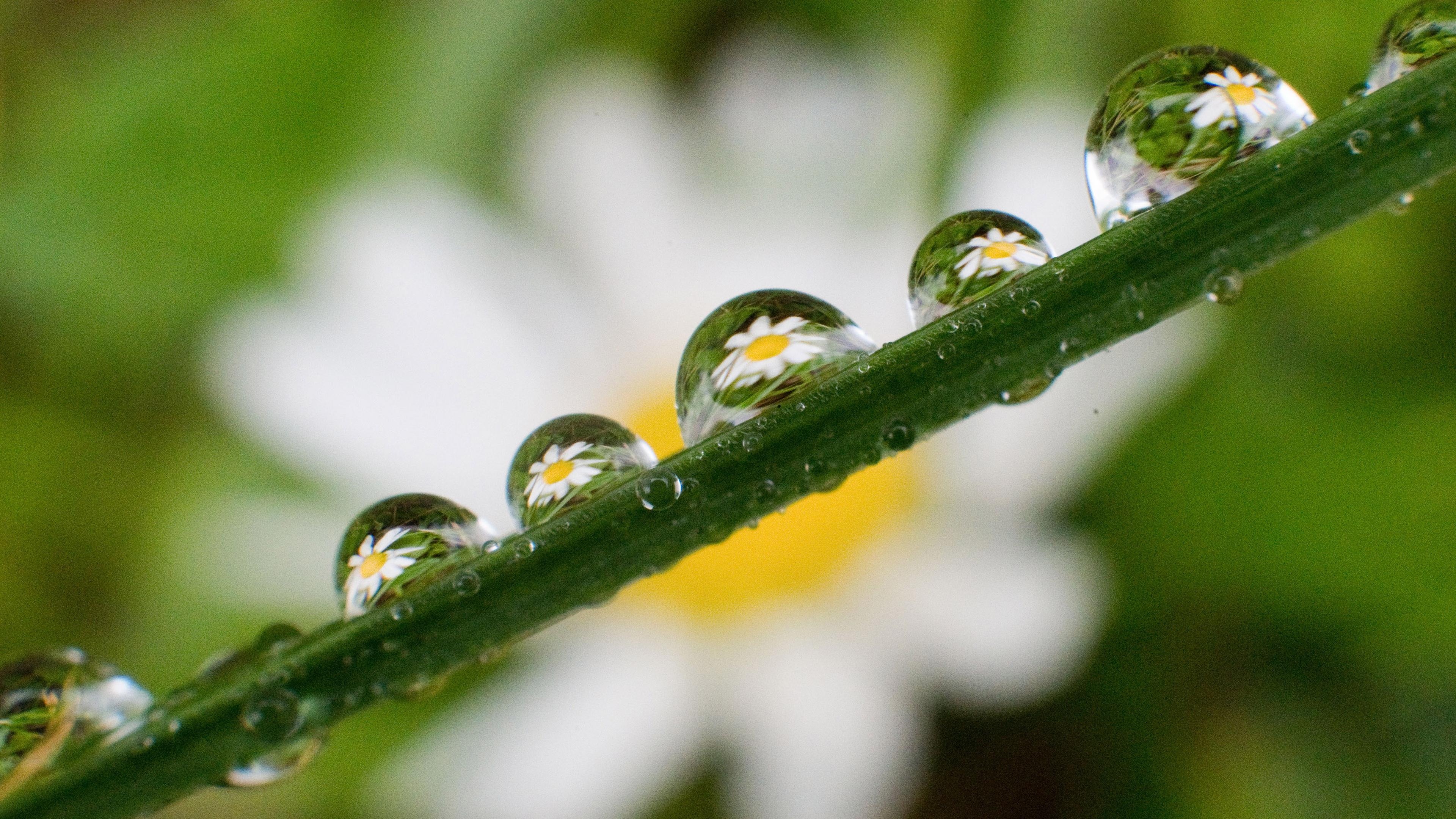 Ein Gänseblümchen spiegelt sich in Regentropfen auf einem Grashalm.