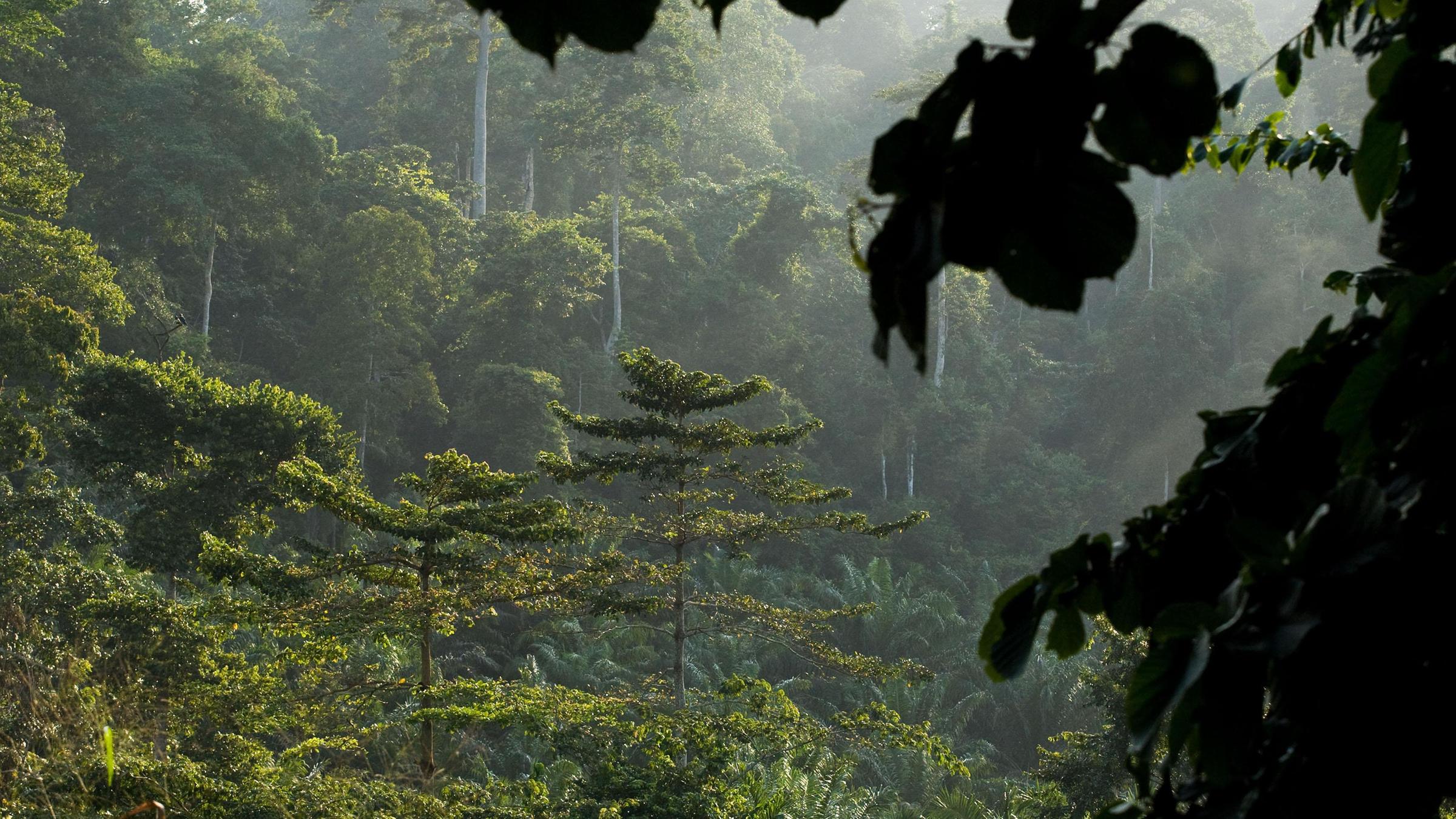 Regenwald in Ghana