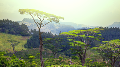 Regenwald in Sri Lanka