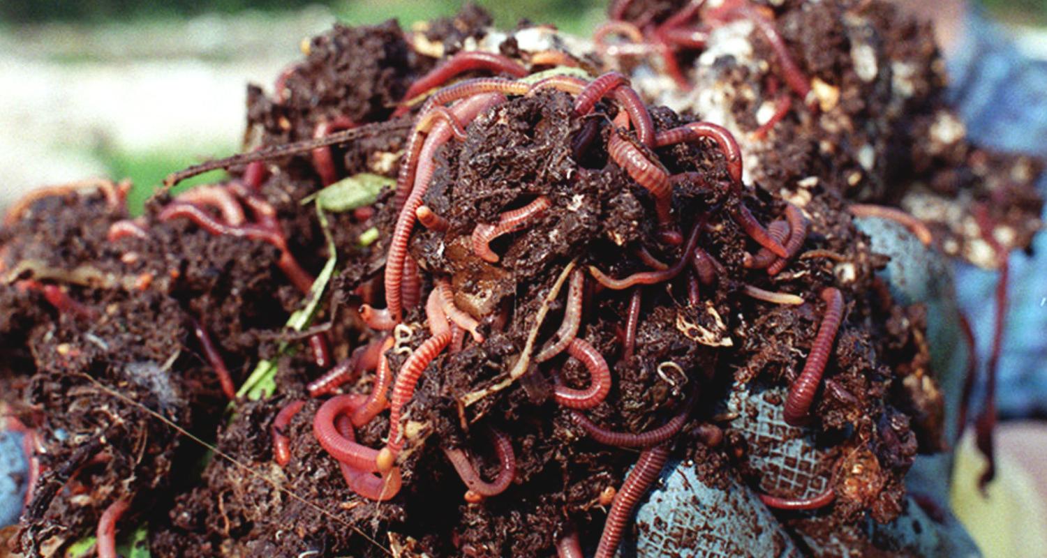 Ein Haufen Erde mit Regenwürmer