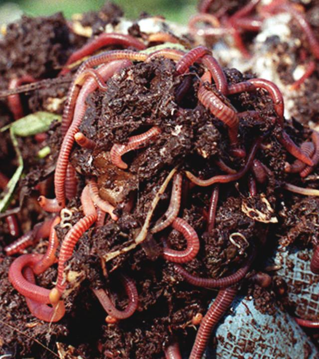 Ein Haufen Erde mit Regenwürmer