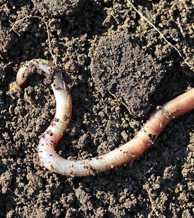Regenwürmer an der Erdoberfläche