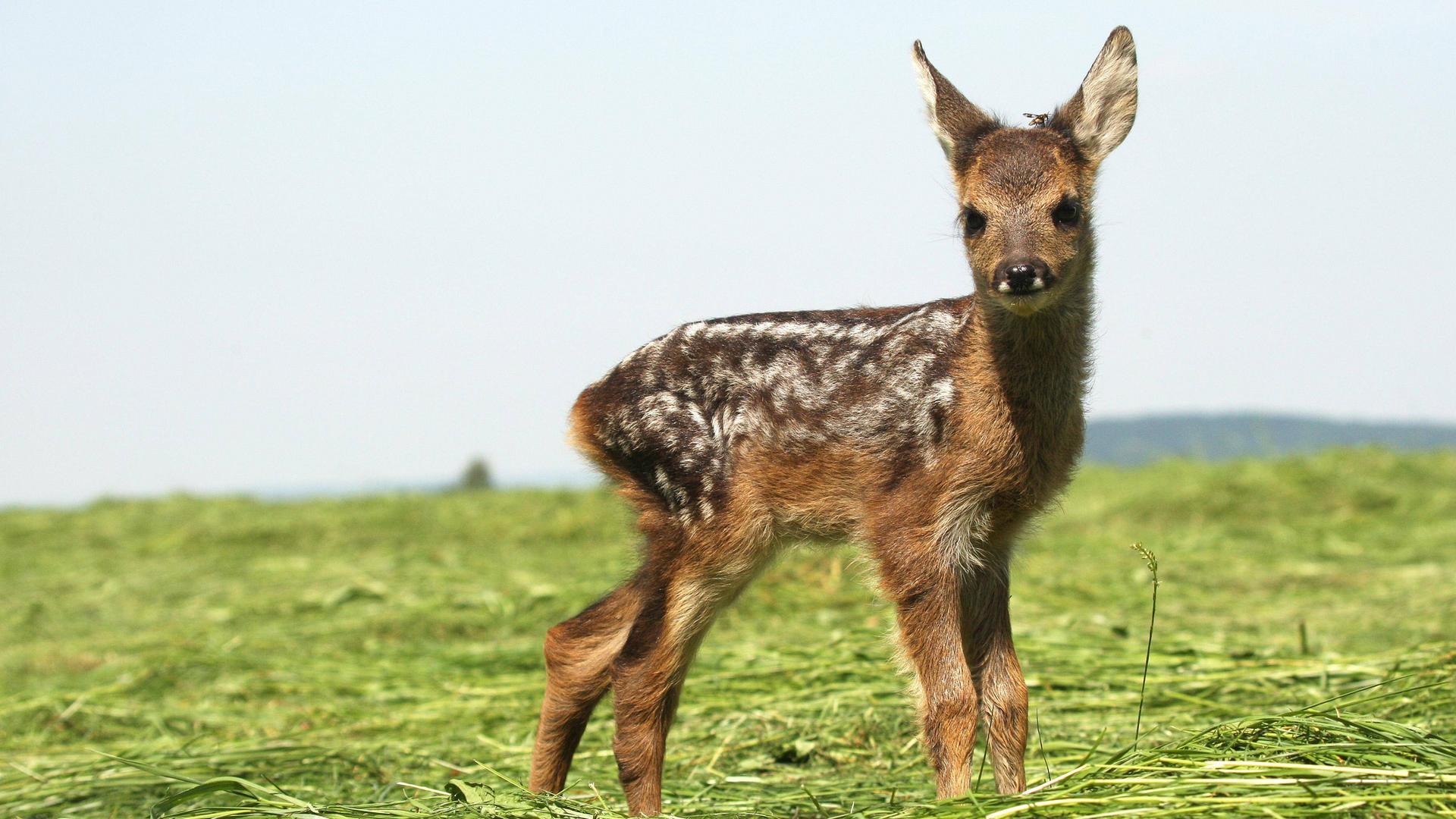 Rehkitz auf einer Wiese stehend