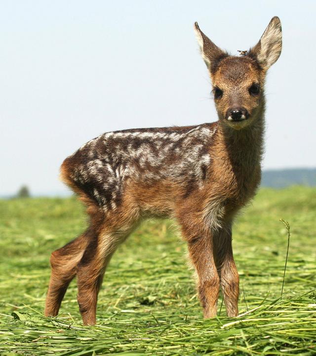 Rehkitz auf einer Wiese stehend