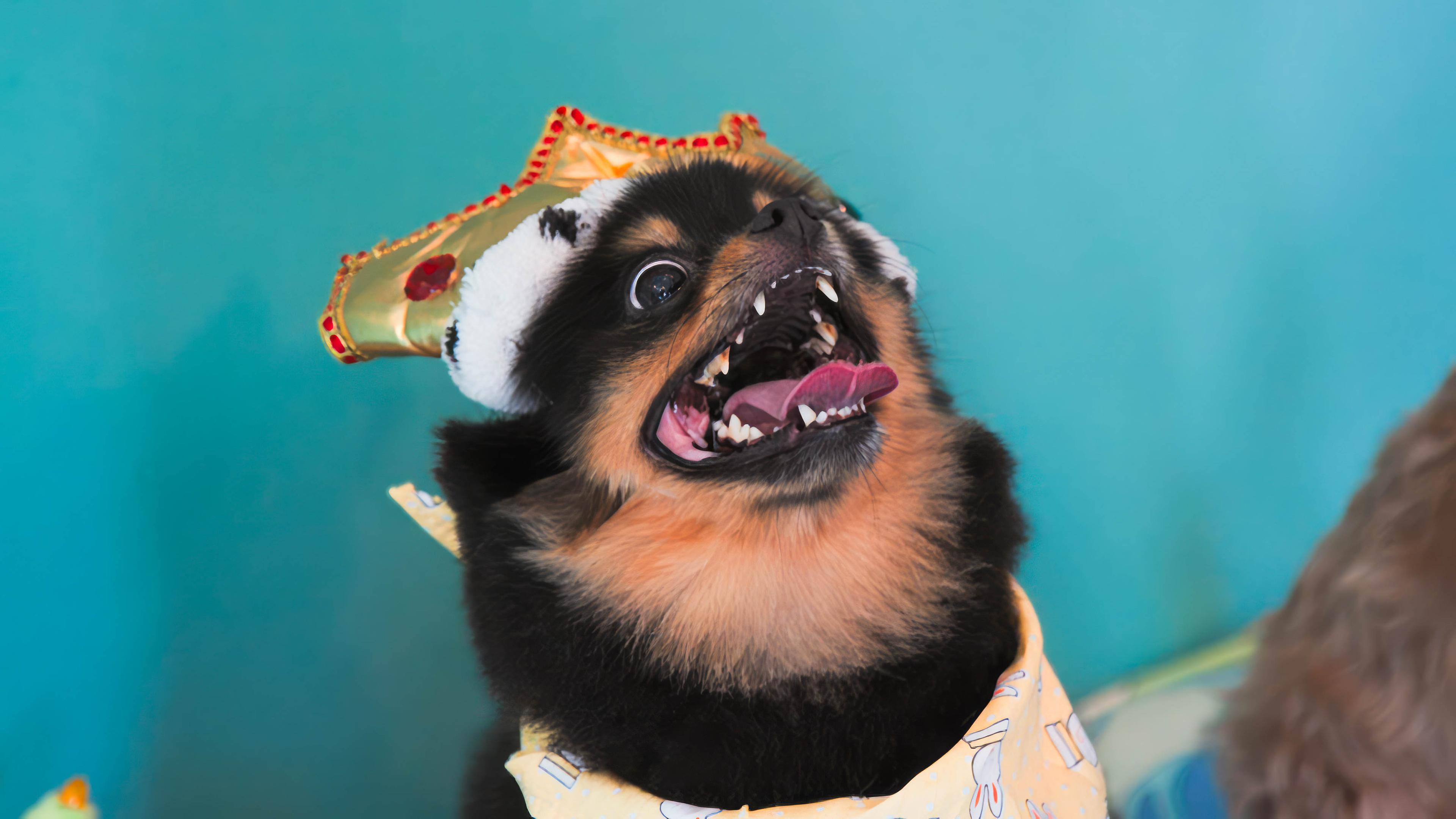 Ein Hund mit einer Pappkrone schaut seitlich nach oben.