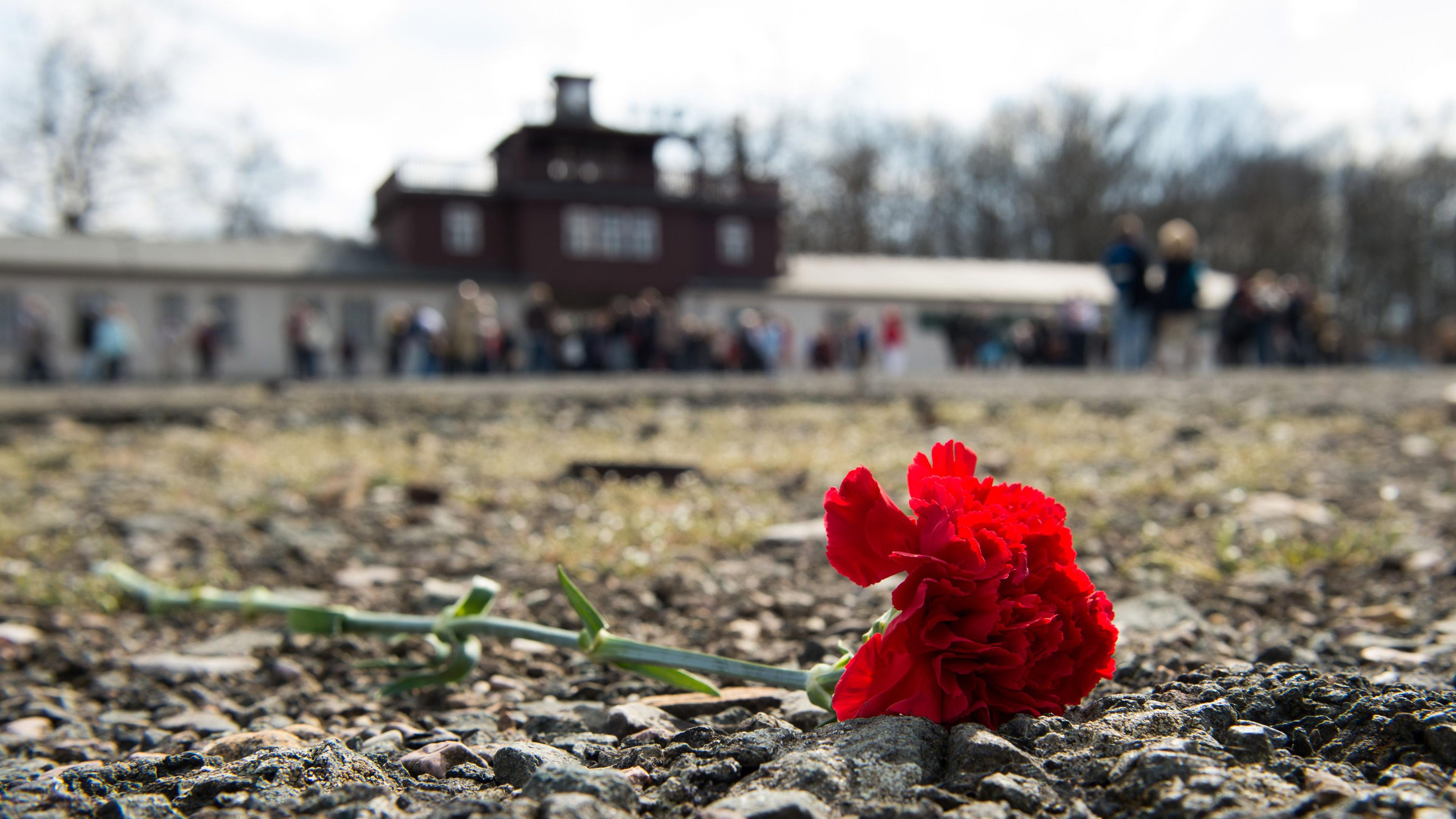 Eine rote Nelke liegt auf dem Appellplatz der Gedenkstätte Buchenwald