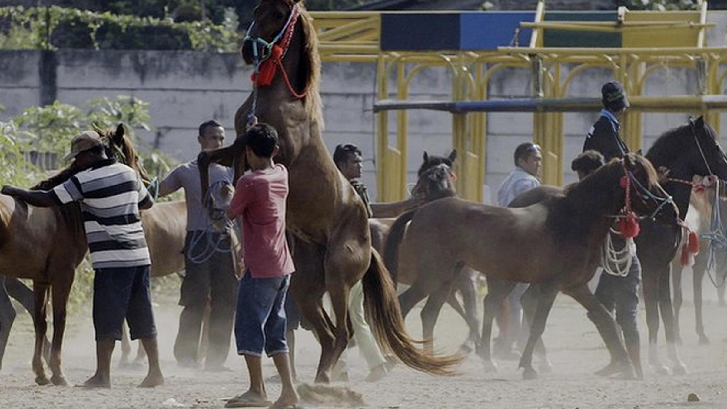 Die kleinen Reiter von Sumbawa - Das Leben der indonesischen Kinderjockeys