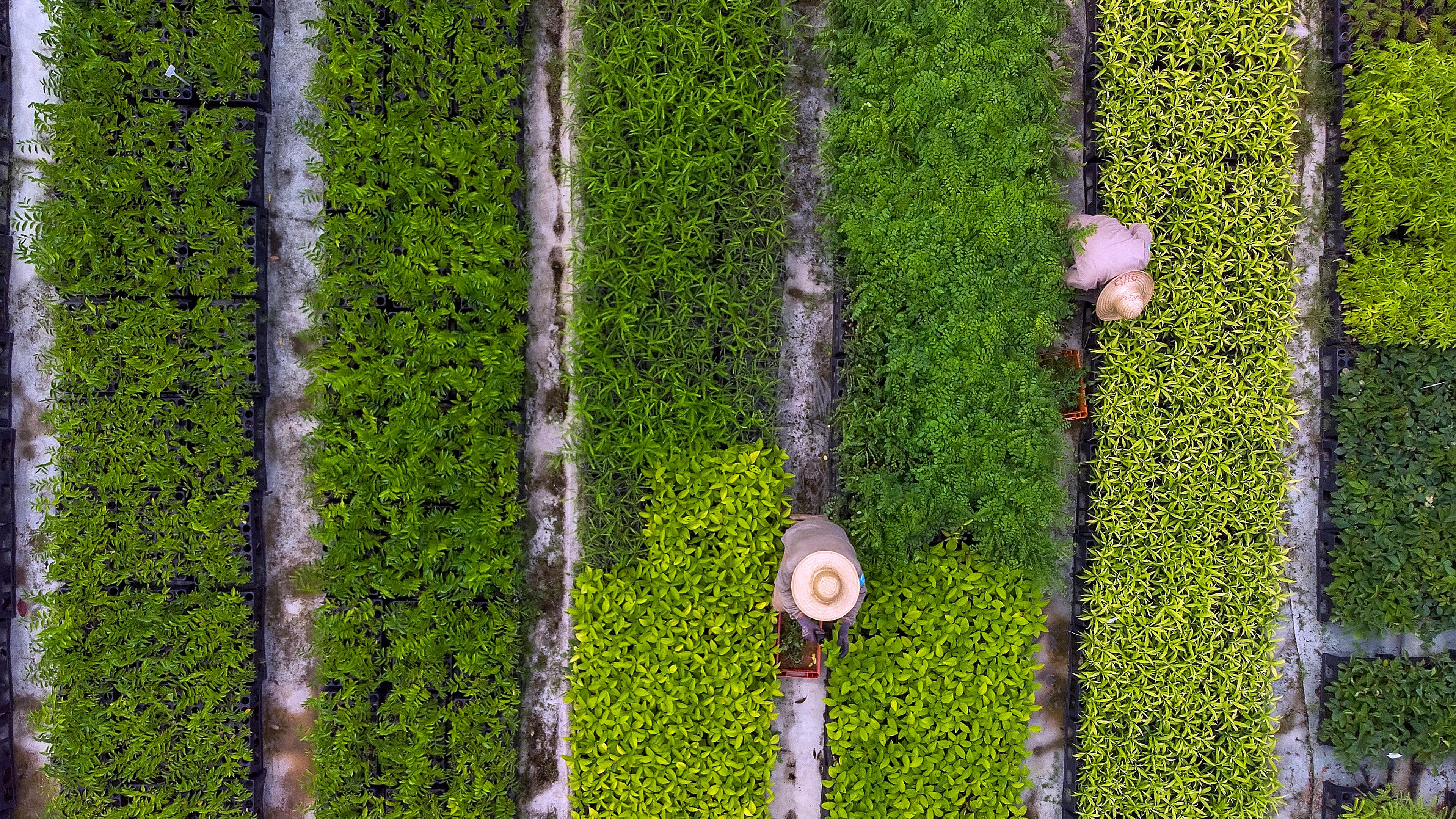 Junge Bäume auf einer ehemaligen Farm.