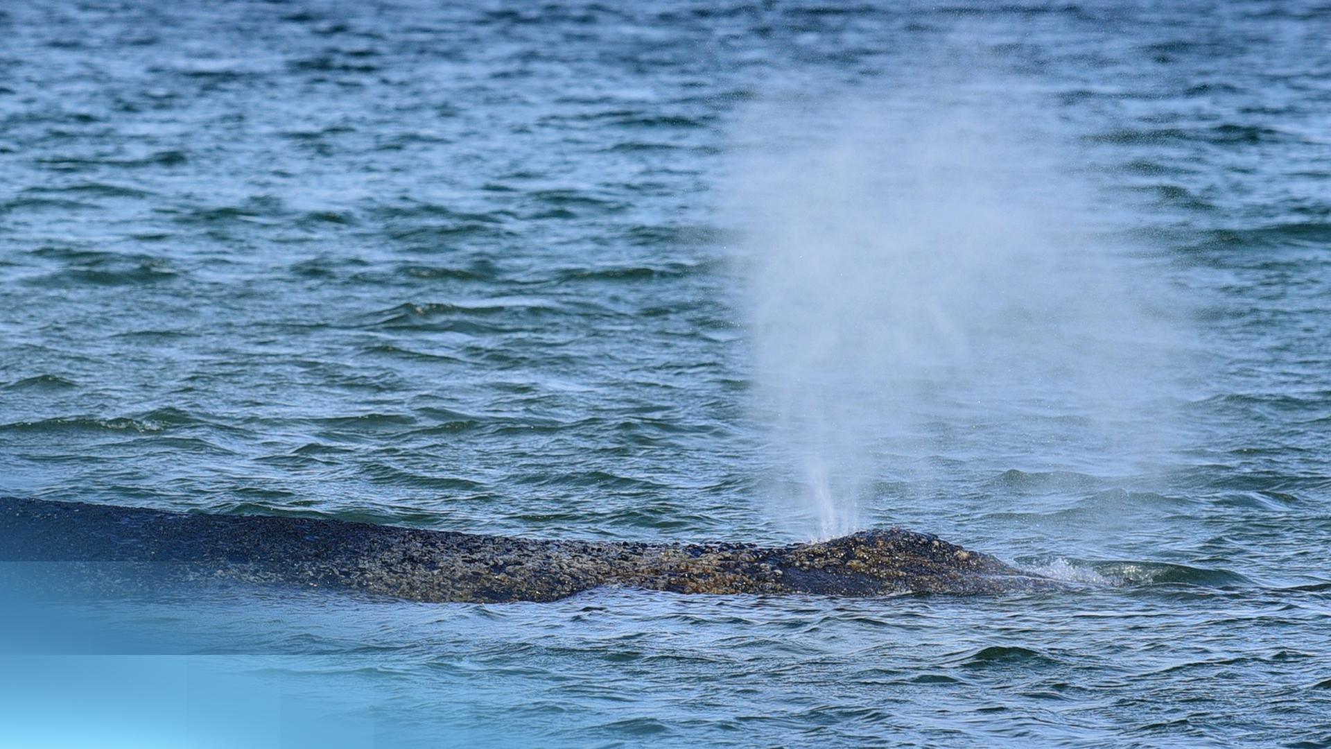 Ein Buckelwal nahe des Timmendorfer Strands in Schleswig Holstein