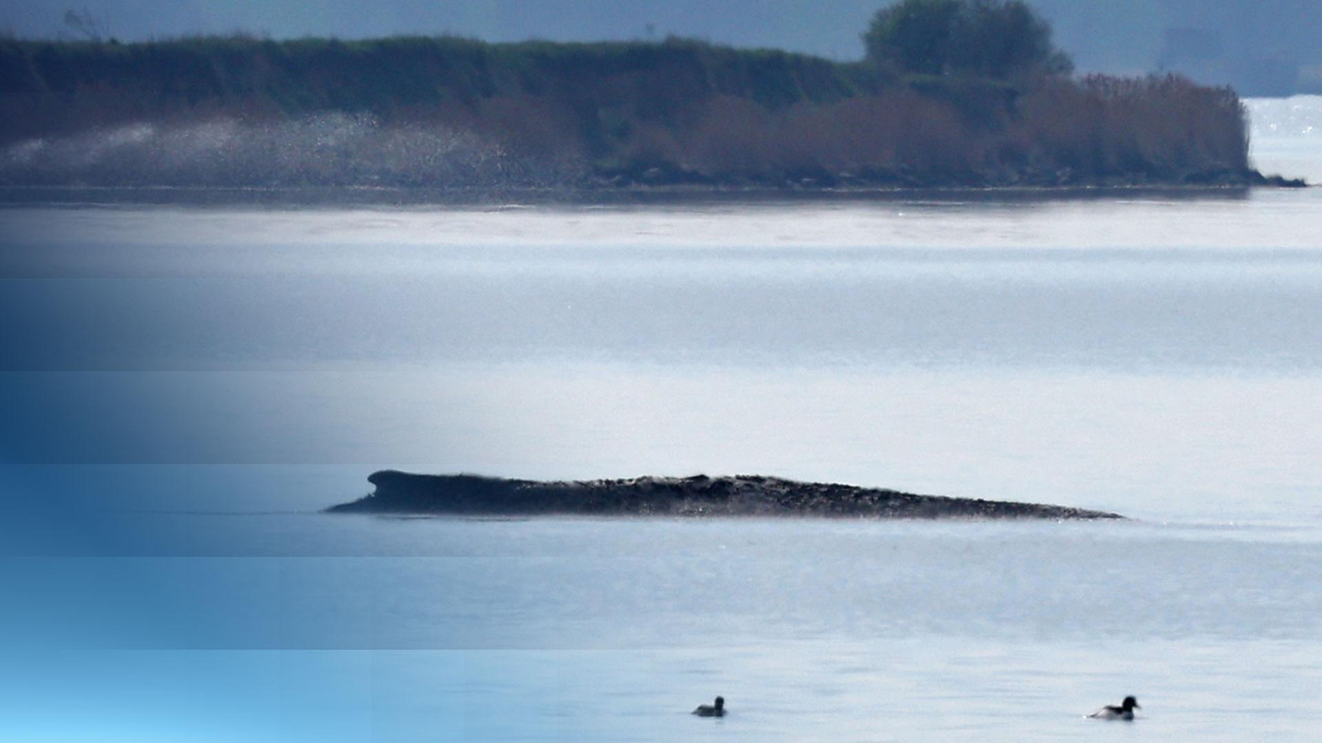 Buckelwal Timmy gestrandet vor Poel in der Ostsee.