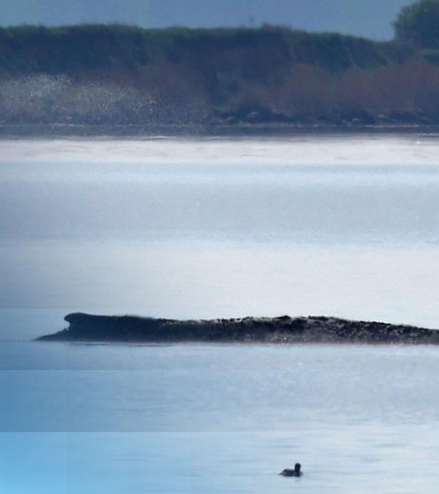 Buckelwal Timmy gestrandet vor Poel in der Ostsee.