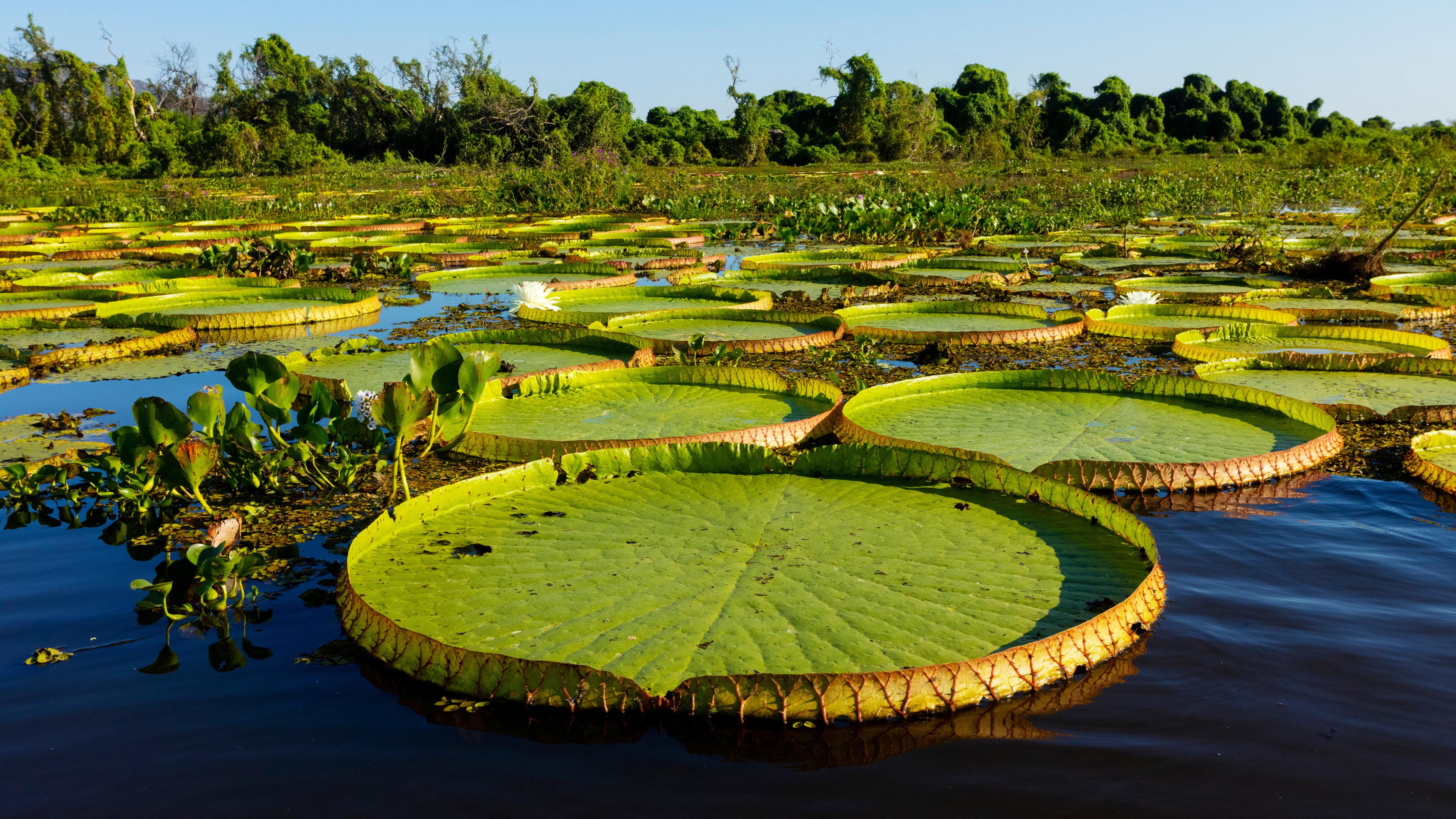 Mehrere Blätter der Riesenseerose an der Wasseroberfläche.
