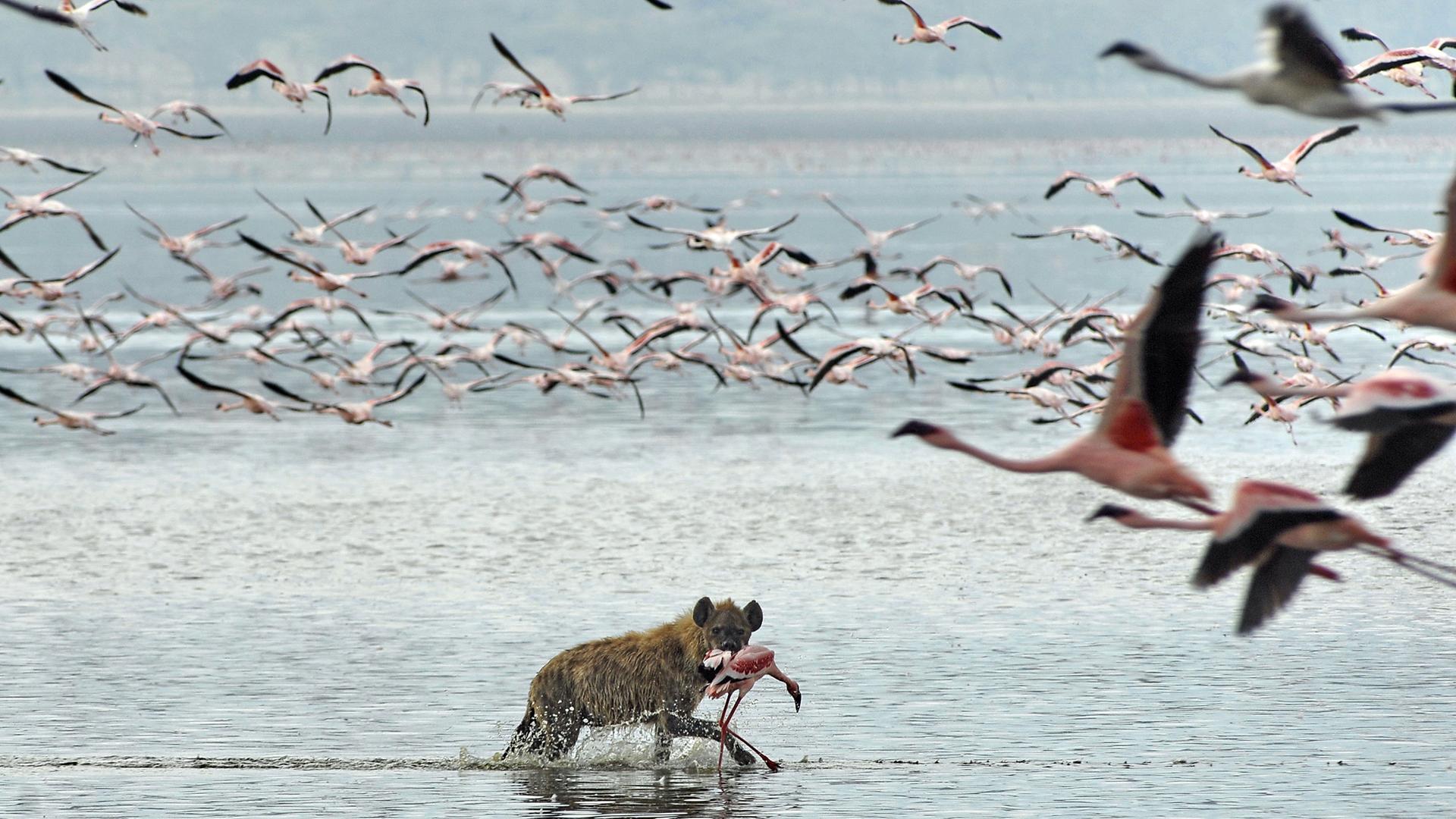 Hyäne auf der Jagd im Lake Nakuru