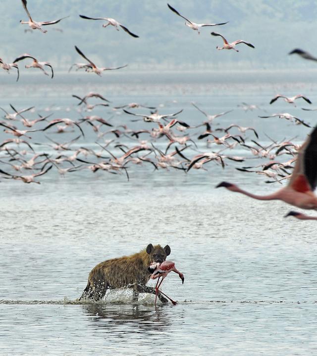 Hyäne auf der Jagd im Lake Nakuru