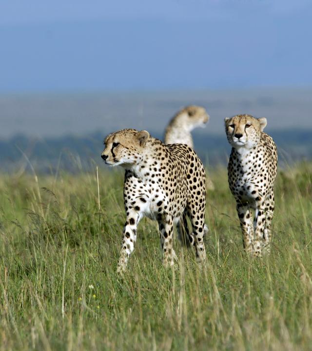 Geparde, Massai Mara