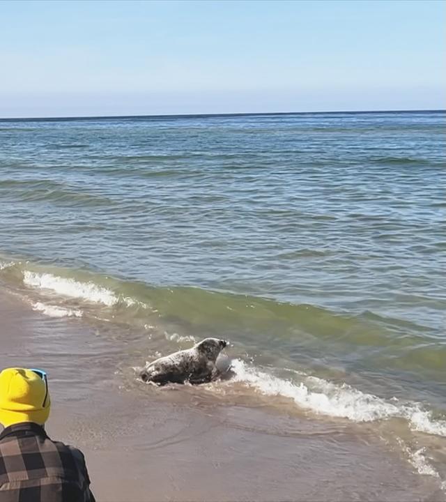 Robben werden zurück ins Meer gelassen