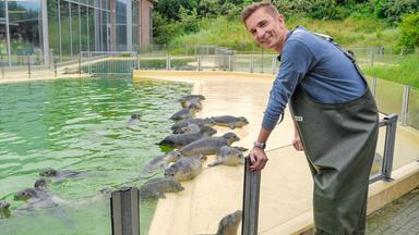 Süße Robben - krasse Jäger!