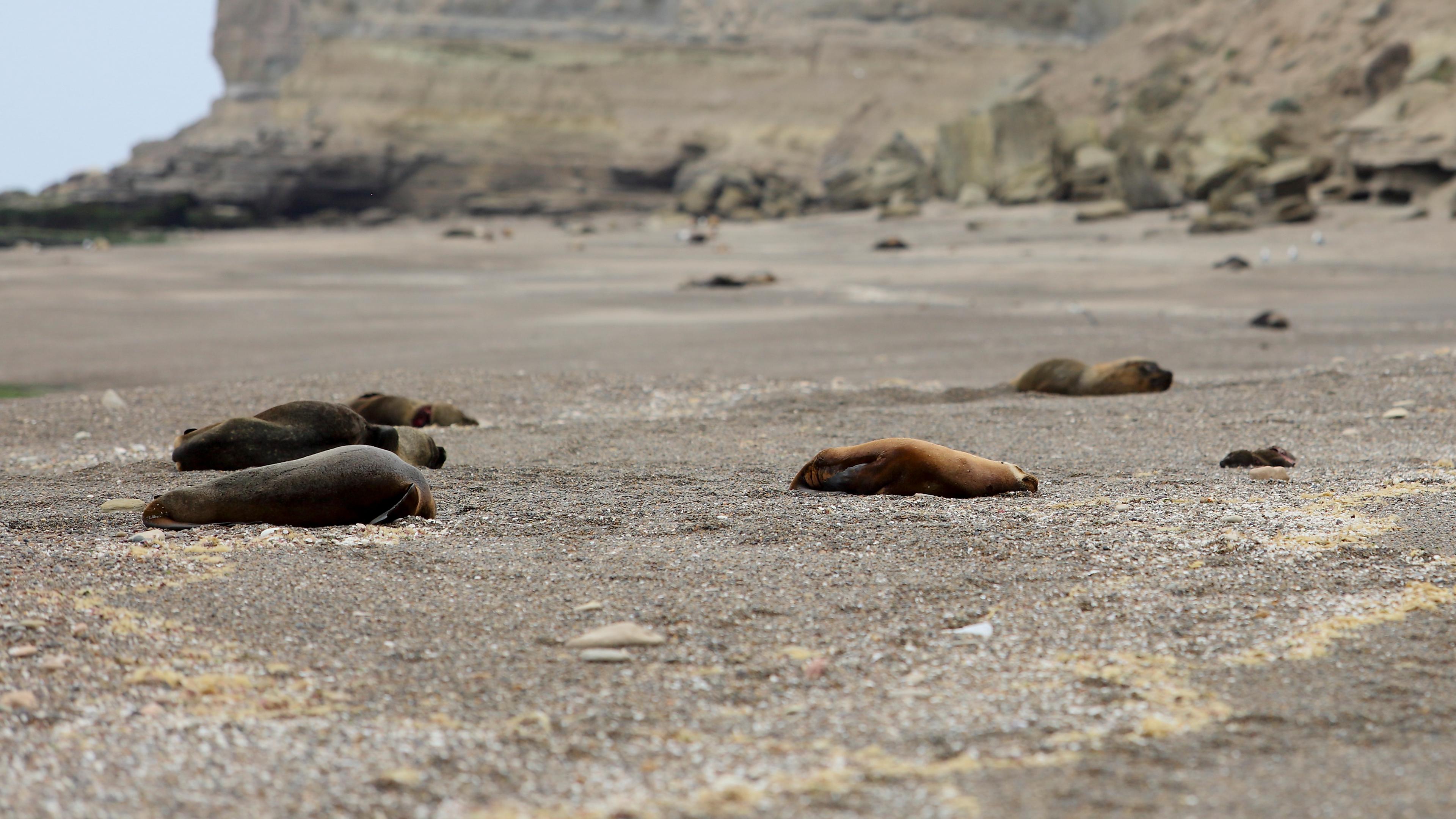 Tote Mähnenrobben liegen am Strand von Patagonien - Als Ursache wird Vogelgrippe vermutet