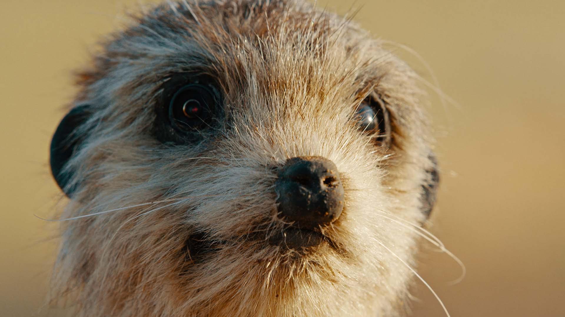 Nahaufnahme eines Erdmännchens